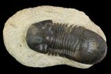 Paralejurus Trilobite Fossil - Morocco #120066-1